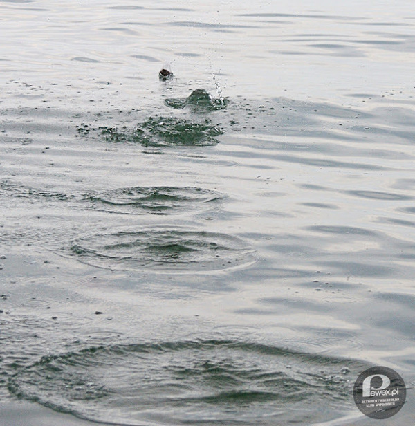 Puszczanie kaczek na wodzie – Pamiętasz poszukiwanie płaskich kamieni? 