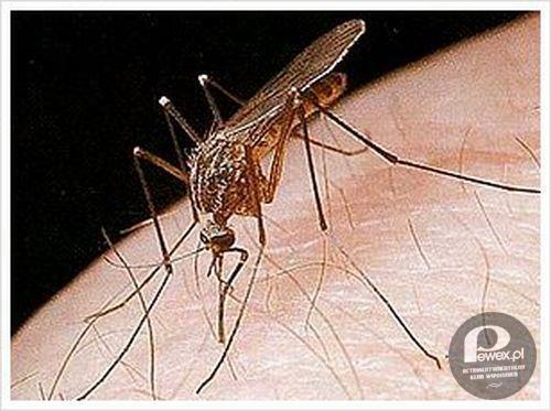 Komary latem – Od lat umilają Polakom wakacyjny wypoczynek 