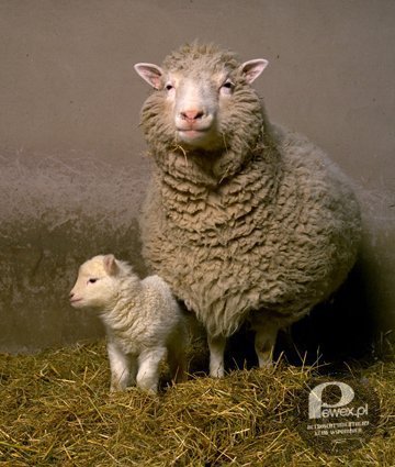 Urodziła się owca Dolly – 5 lipca urodziła się owca Dolly pierwszy sklonowany ssak. 