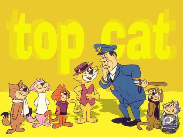 Kot Tip Top – To dopiero była kocia banda. 